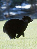 Black Bear Run